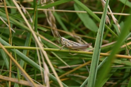 Euchorthippus declivus