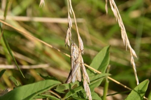Euchorthippus declivus