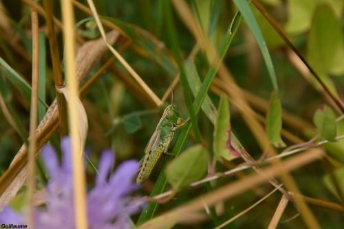 Réf. 168 038 : Pseudochorthippus parallelus