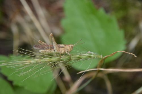 Chorthippus sp.