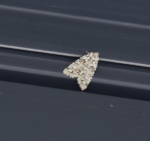 Nyctobrya muralis