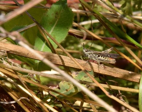 Chorthippus sp.