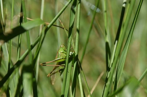 Bicolorana bicolor