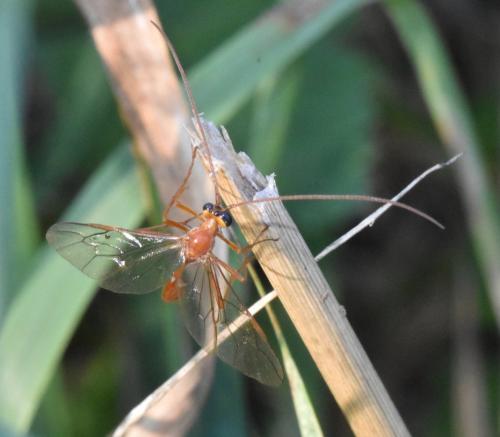 Enicospilus sp.