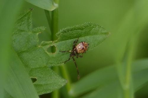 Coreus marginatus