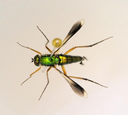 Poecilobothrus nobilitatus