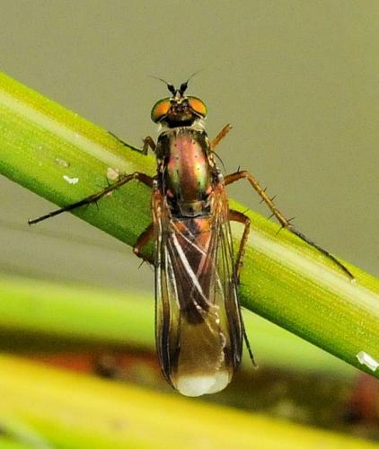 Poecilobothrus nobilitatus