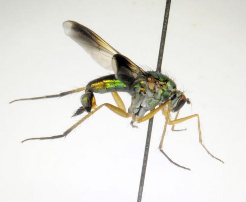 Poecilobothrus nobilitatus