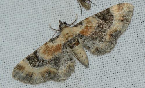 Eupithecia sp.