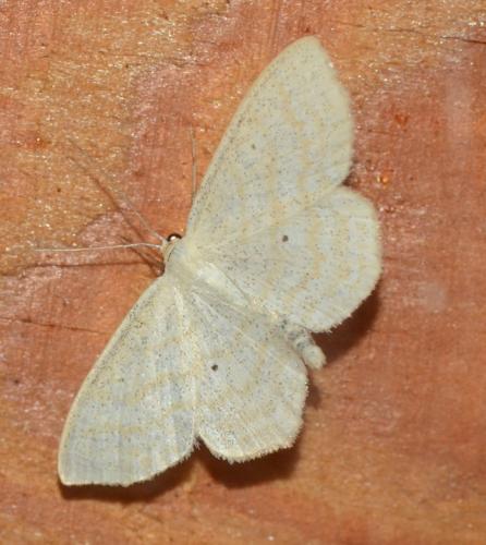 Réf. 168 592 : Scopula immutata
