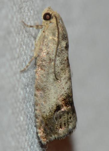 Réf. 168 346 : Cydia splendana