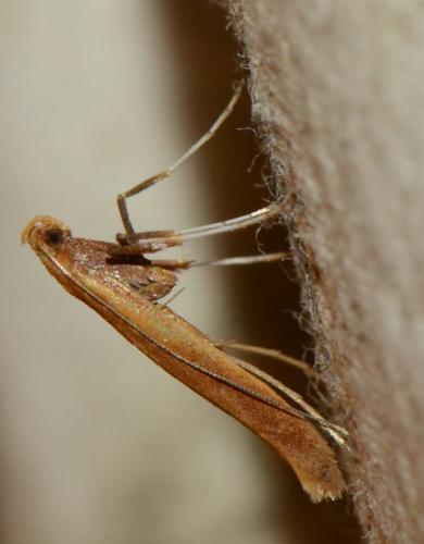 Caloptilia sp.