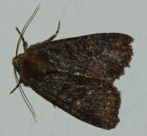 Mesapamea sp.