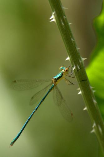 Lestes virens