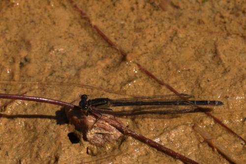Ischnura elegans