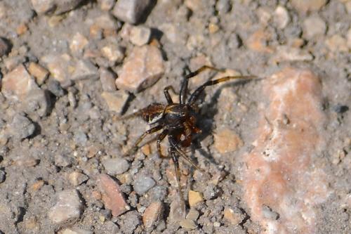 Xysticus sp.