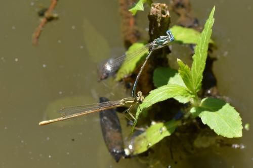 Platycnemis pennipes