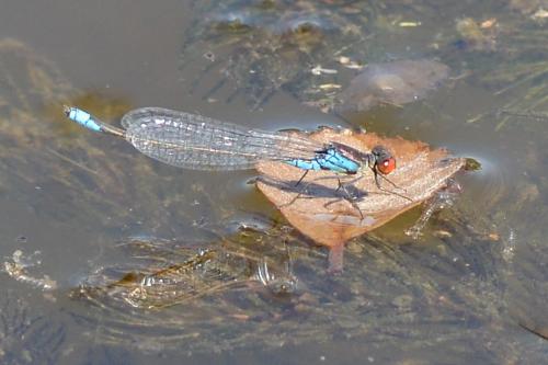 Erythromma viridulum