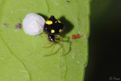 Réf. 168 949 : Theridula gonygaster