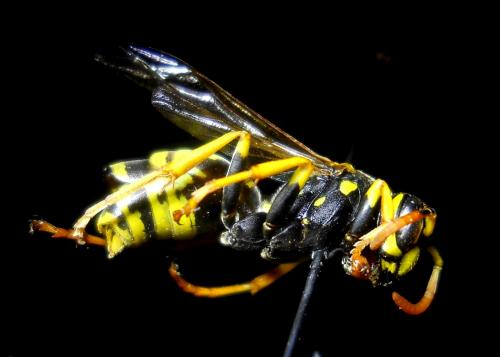 Polistes dominula