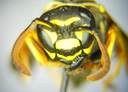 Réf. 168 545 : Polistes nimpha
