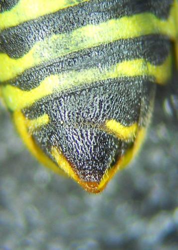 Polistes nimpha
