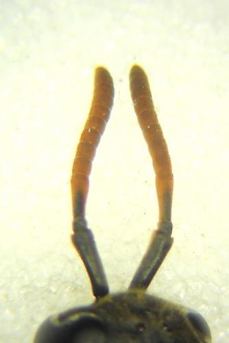Polistes nimpha