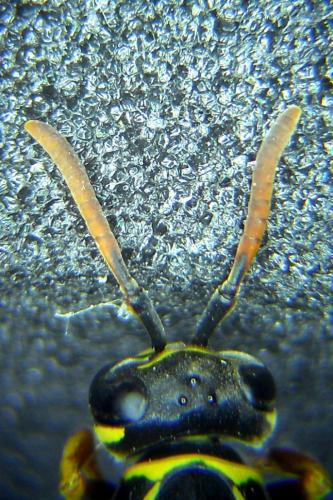 Réf. 168 654 : Polistes nimpha