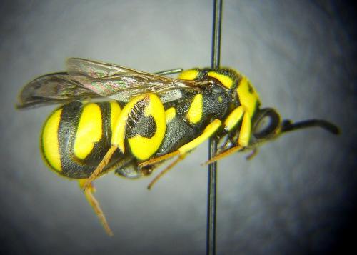 Leucospis intermedia
