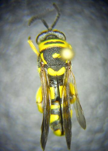 Leucospis intermedia