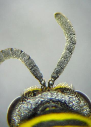 Leucospis intermedia