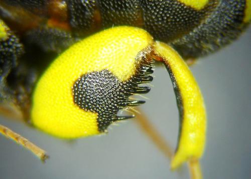 Leucospis intermedia