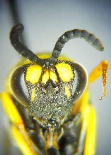 Leucospis intermedia