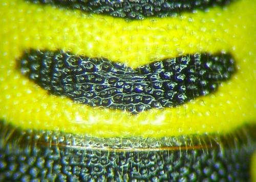 Leucospis intermedia