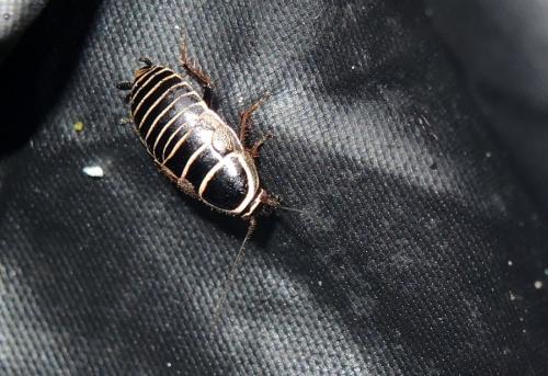 Phyllodromica bolivariana