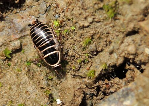 Phyllodromica bolivariana