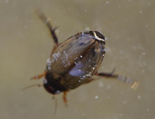 Colymbetes fuscus