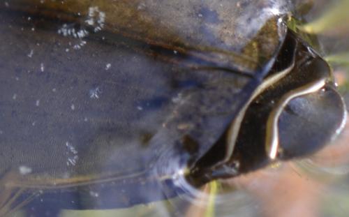 Colymbetes fuscus