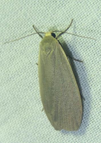 Eilema griseola