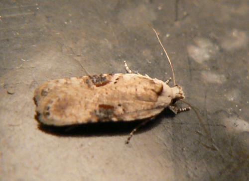 Réf. 168 034 : Agonopterix alstromeriana