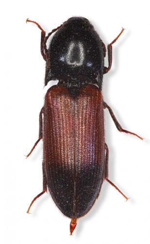 Ampedus balteatus
