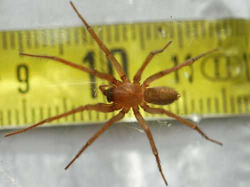 Réf. 168 058 : Eratigena fuesslini