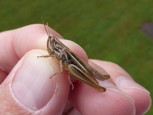 Euchorthippus declivus