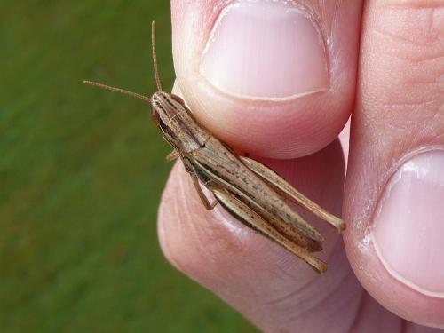 Euchorthippus declivus