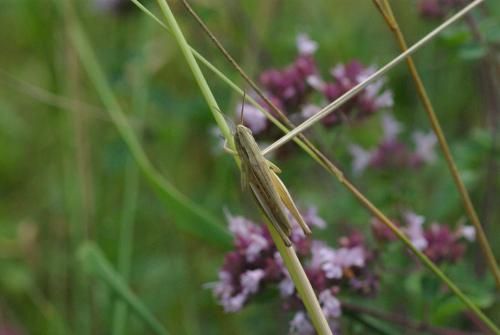 Réf. 168 440 : Euchorthippus elegantulus