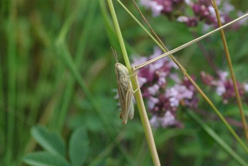 Euchorthippus elegantulus