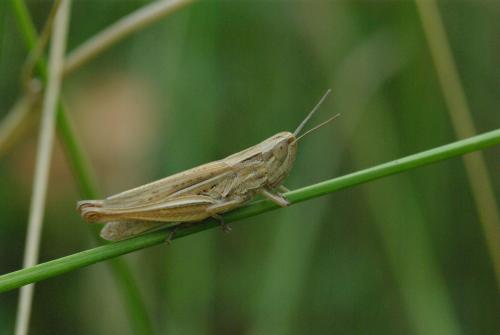 Euchorthippus elegantulus