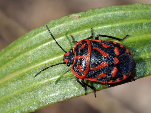 Eurydema fieberi