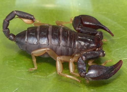 Euscorpius flavicaudis