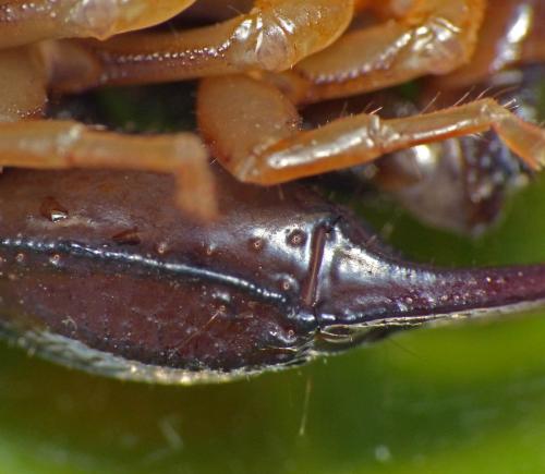 Euscorpius flavicaudis